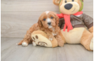 Petite Cavapoo Poodle Mix Pup