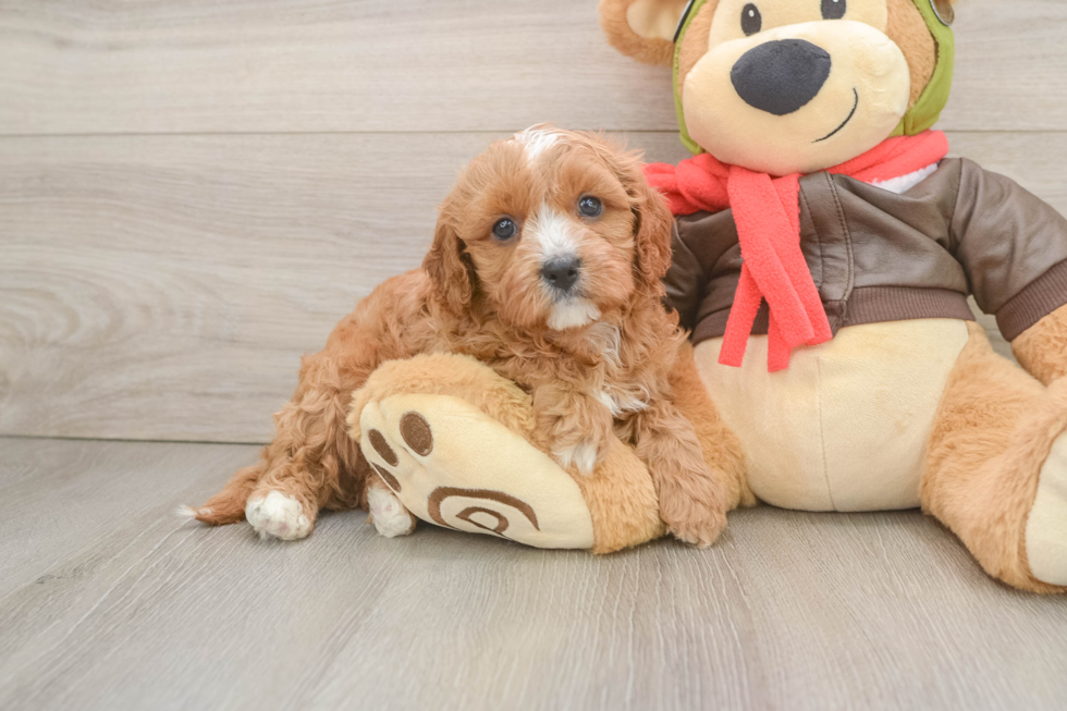 Petite Cavapoo Poodle Mix Pup