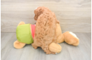 Cavapoo Pup Being Cute