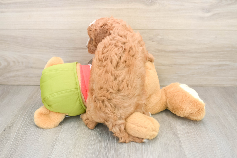 Cavapoo Pup Being Cute