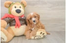 Happy Cavapoo Baby