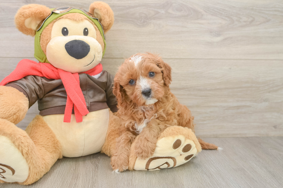 Happy Cavapoo Baby