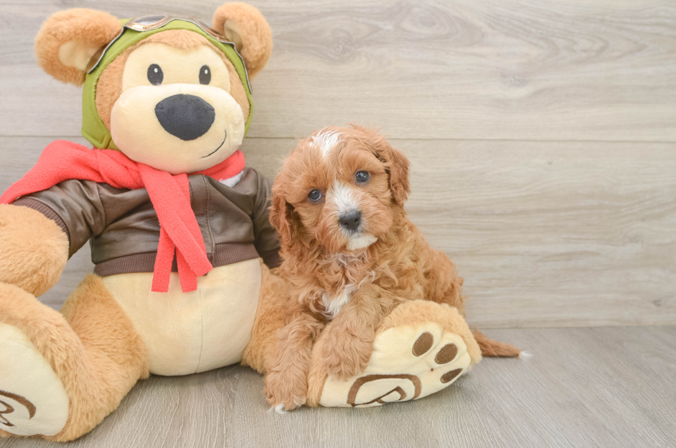 5 week old Cavapoo Puppy For Sale - Seaside Pups