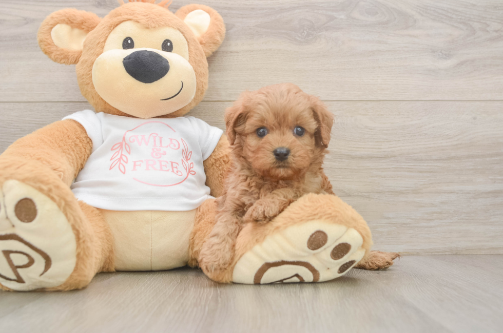 5 week old Cavapoo Puppy For Sale - Seaside Pups