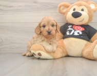 7 week old Cavapoo Puppy For Sale - Seaside Pups