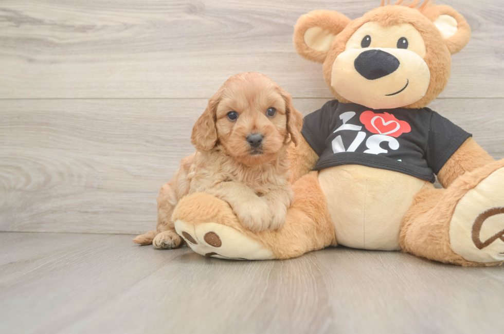 5 week old Cavapoo Puppy For Sale - Seaside Pups