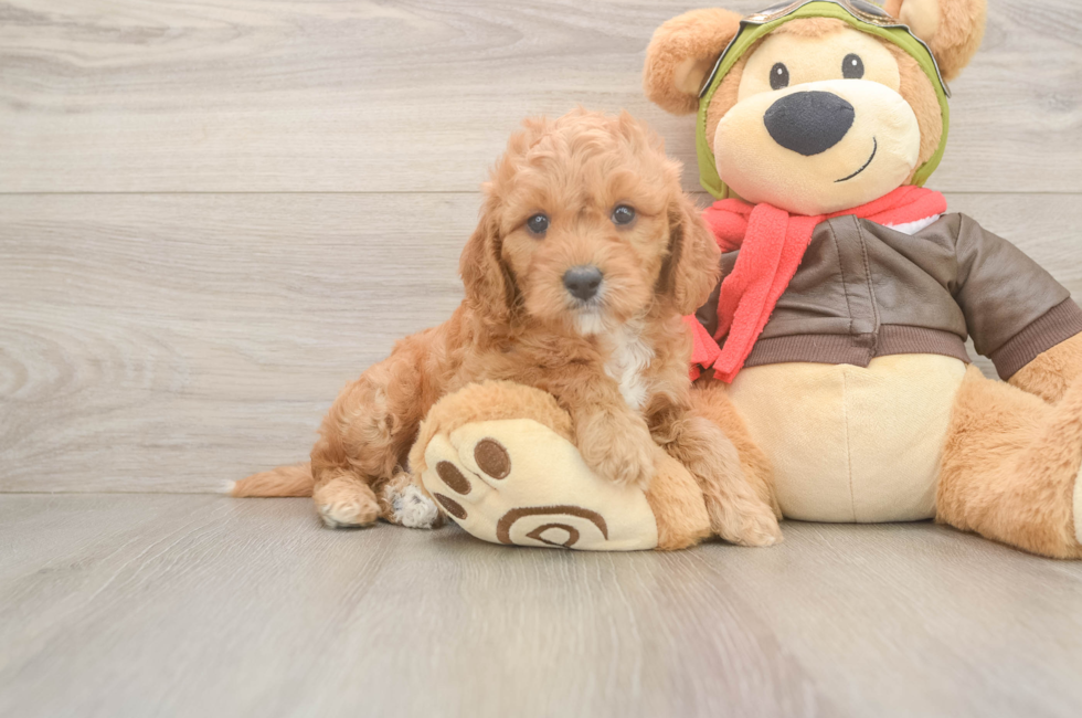 6 week old Cavapoo Puppy For Sale - Seaside Pups