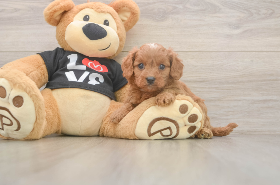 5 week old Cavapoo Puppy For Sale - Seaside Pups