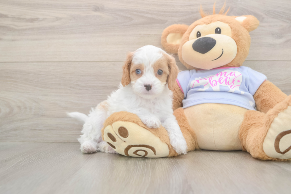 Meet Dorito - our Cavapoo Puppy Photo  2/3 - Seaside Pups Best Cavapoo Baby