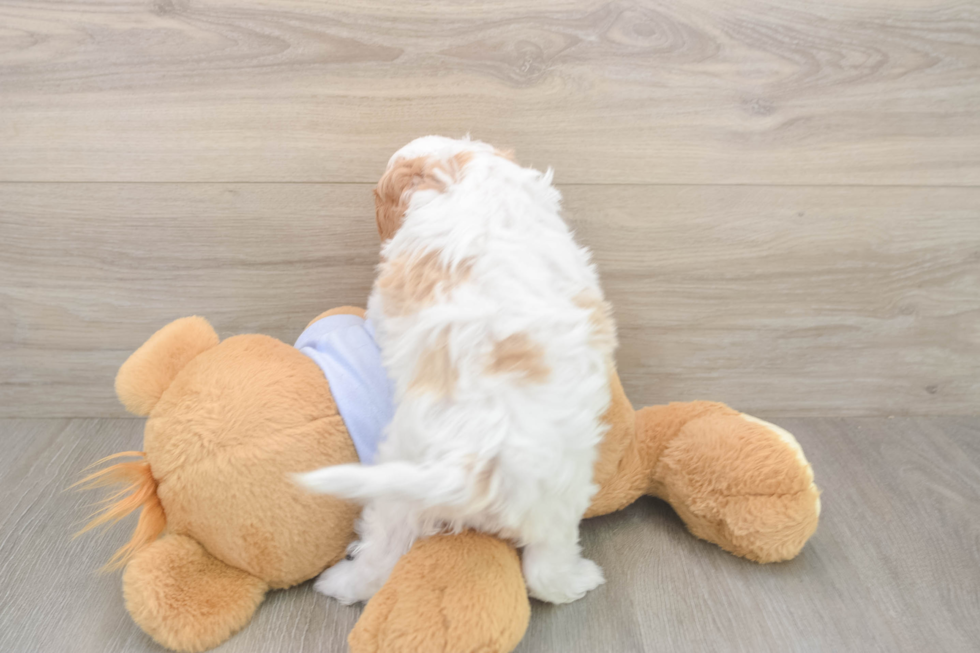 Meet Dorito - our Cavapoo Puppy Photo  3/3 - Seaside Pups Sweet Cavapoo Baby