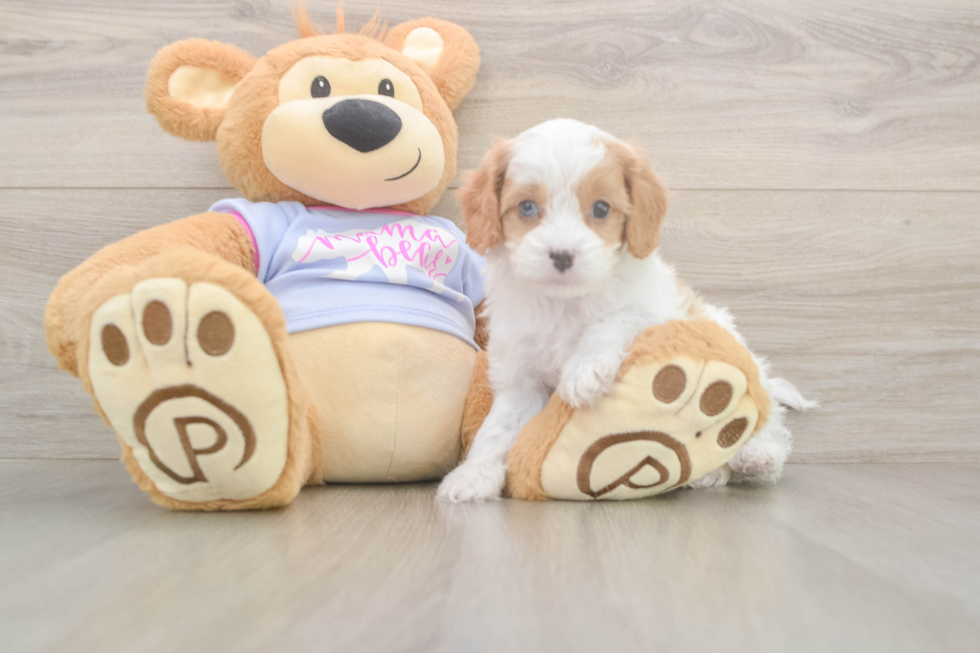 Meet Dorito - our Cavapoo Puppy Photo  1/3 - Seaside Pups Energetic Cavoodle Poodle Mix Puppy