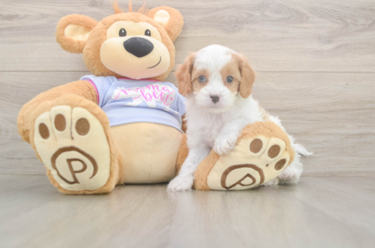 5 week old Cavapoo Puppy For Sale - Seaside Pups Energetic Cavoodle Poodle Mix Puppy