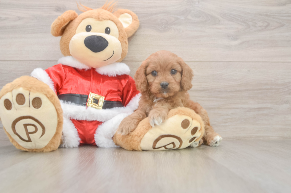 5 week old Cavapoo Puppy For Sale - Seaside Pups