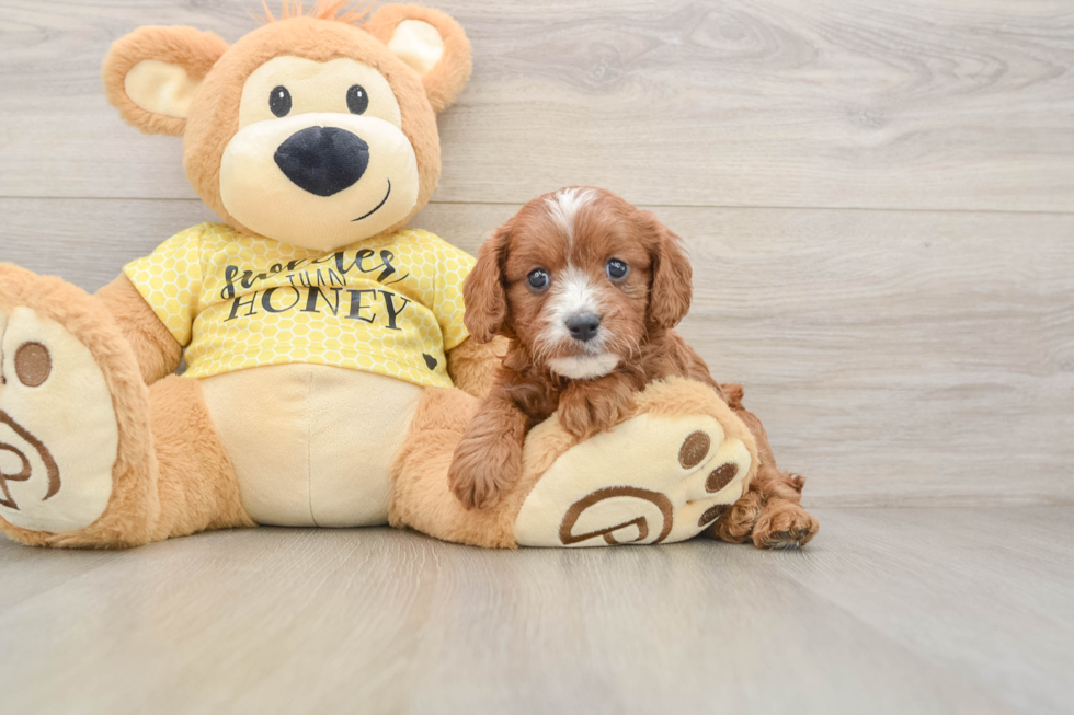 Best Cavapoo Baby