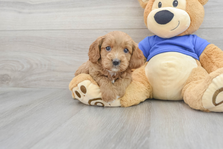 Cavapoo Pup Being Cute