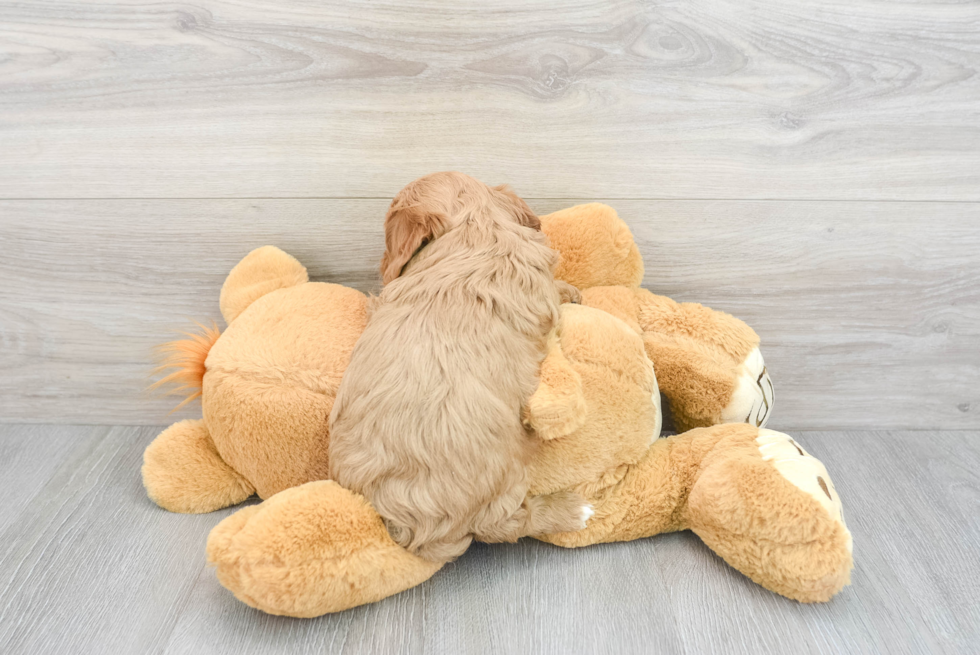 Small Cavapoo Baby