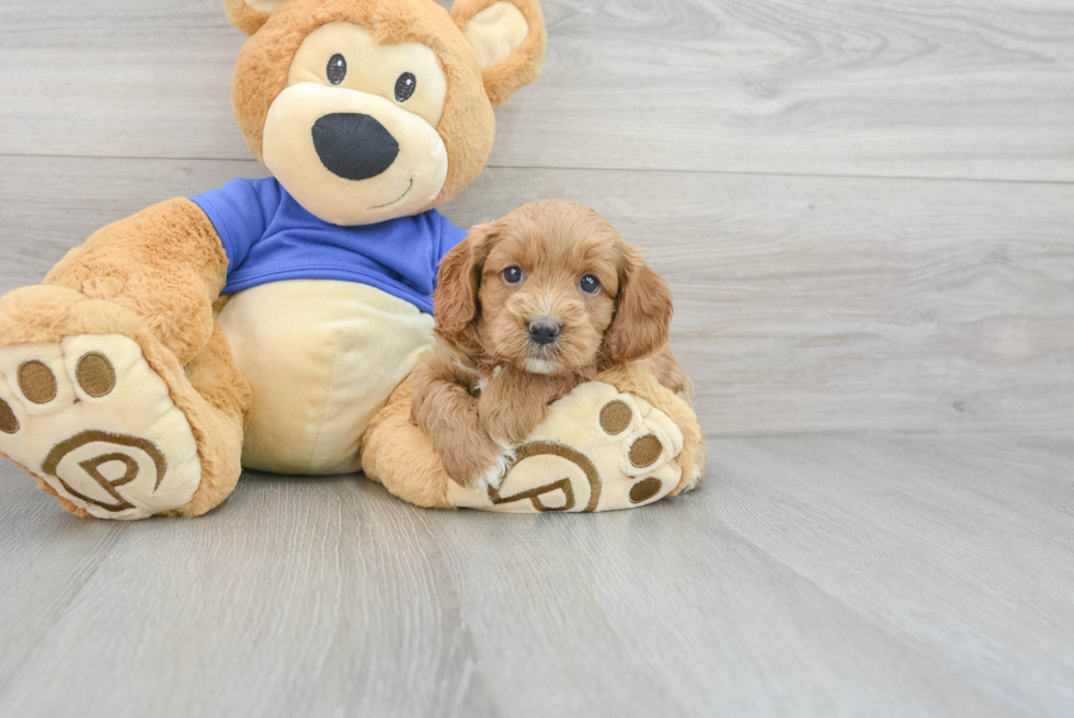 Cavapoo Puppy for Adoption