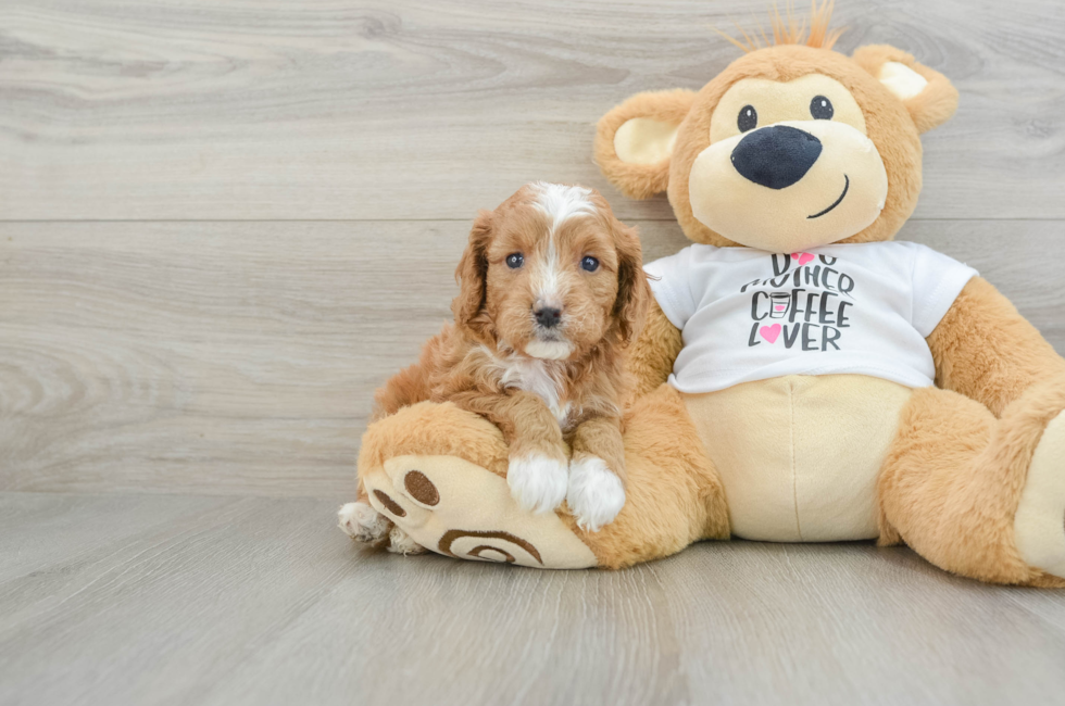 5 week old Cavapoo Puppy For Sale - Seaside Pups