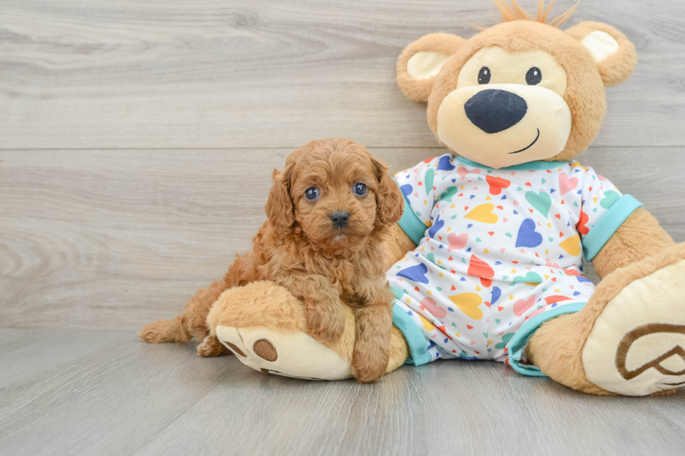 Cavapoo Pup Being Cute