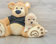 8 week old Cavapoo Puppy For Sale - Seaside Pups