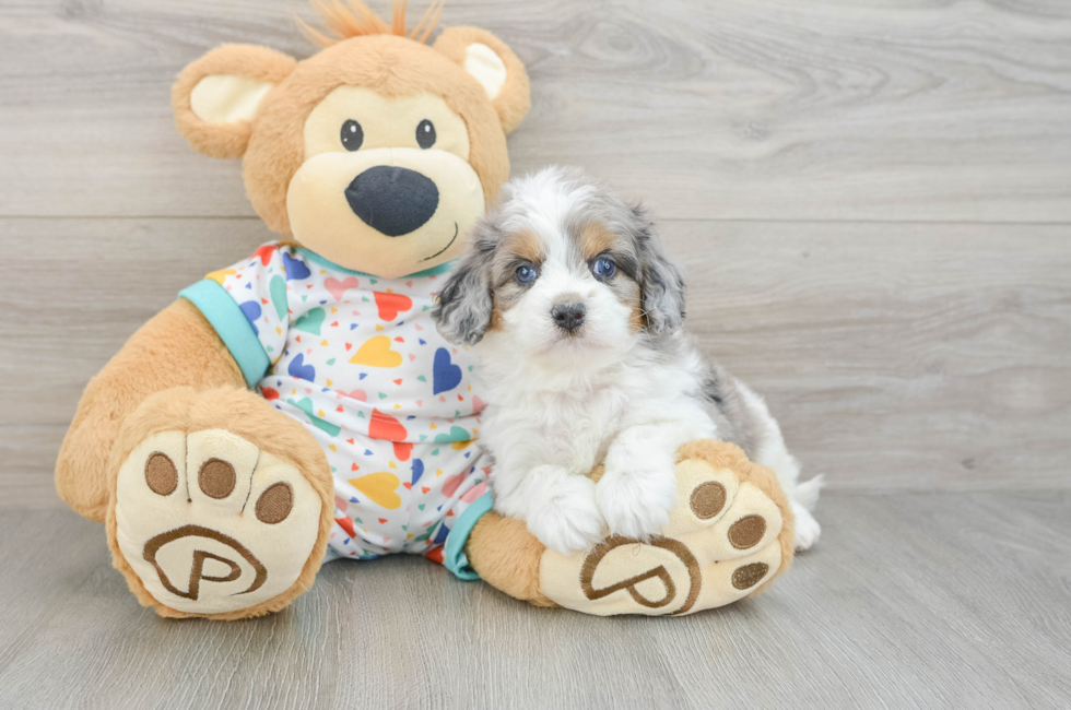 5 week old Cavapoo Puppy For Sale - Seaside Pups
