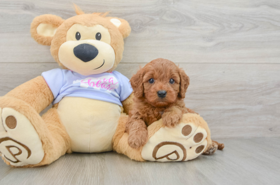 6 week old Cavapoo Puppy For Sale - Seaside Pups