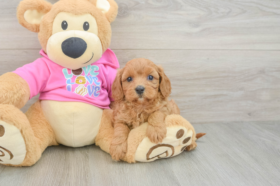 5 week old Cavapoo Puppy For Sale - Seaside Pups
