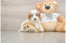 Best Cavapoo Baby
