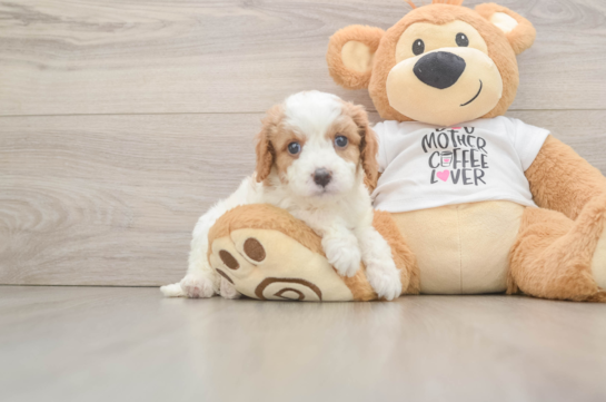 Best Cavapoo Baby