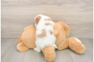 Funny Cavapoo Poodle Mix Pup
