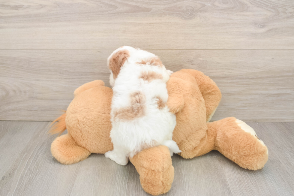 Funny Cavapoo Poodle Mix Pup