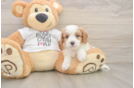 Popular Cavapoo Poodle Mix Pup