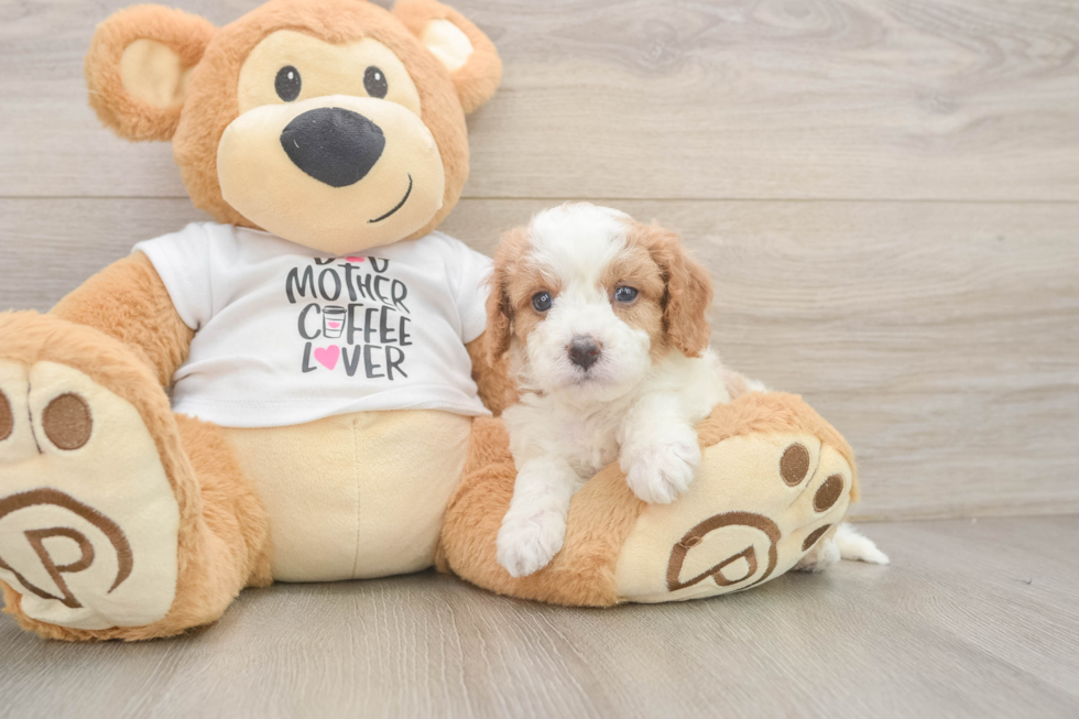 Popular Cavapoo Poodle Mix Pup