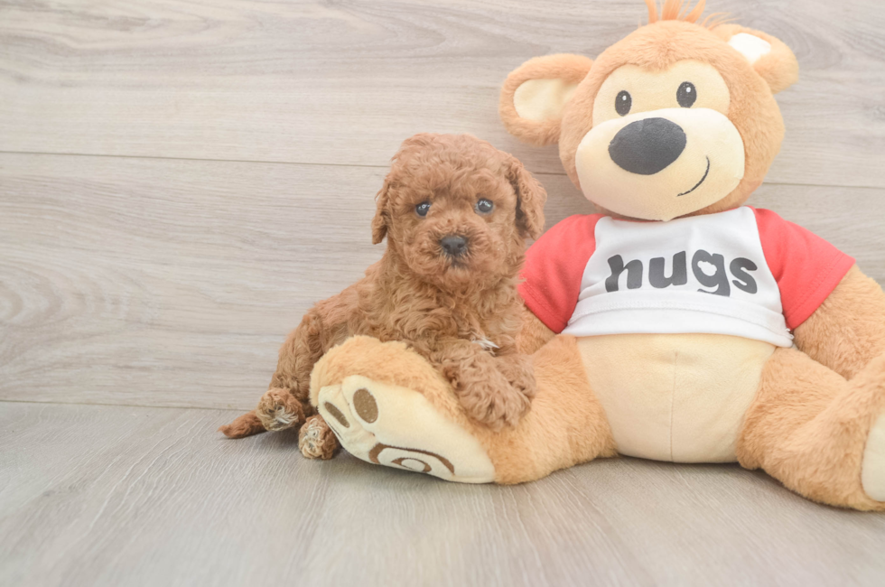 5 week old Cavapoo Puppy For Sale - Seaside Pups