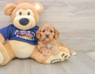 7 week old Cavapoo Puppy For Sale - Seaside Pups
