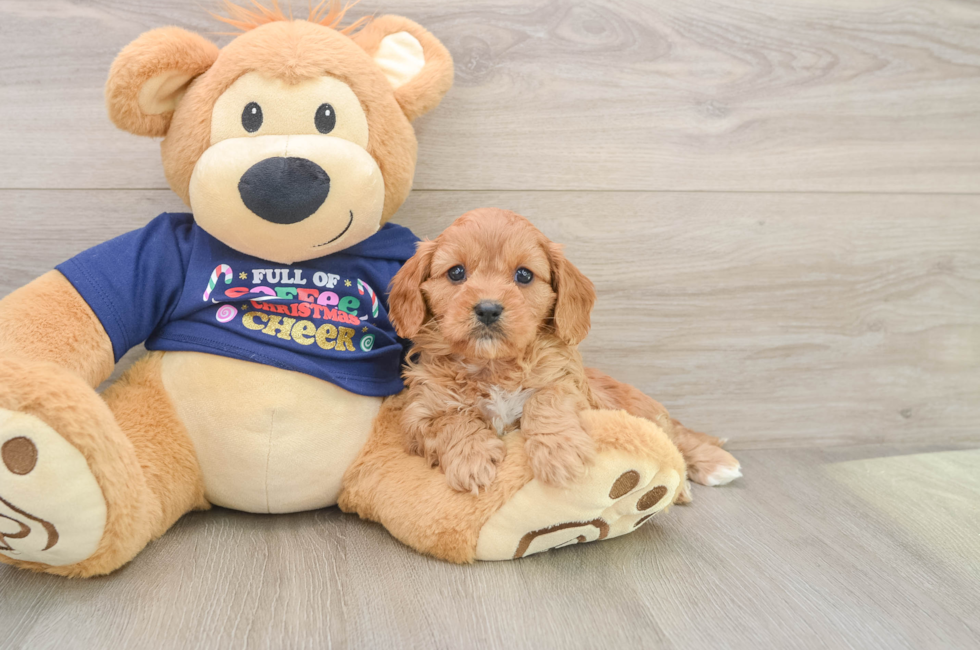 5 week old Cavapoo Puppy For Sale - Seaside Pups