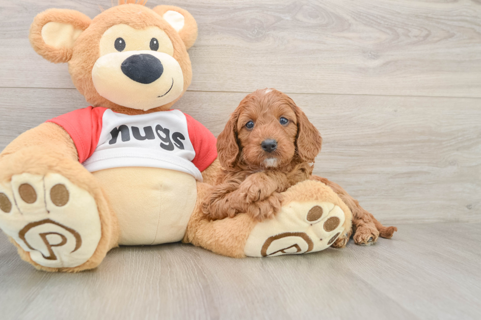 Cavapoo Pup Being Cute