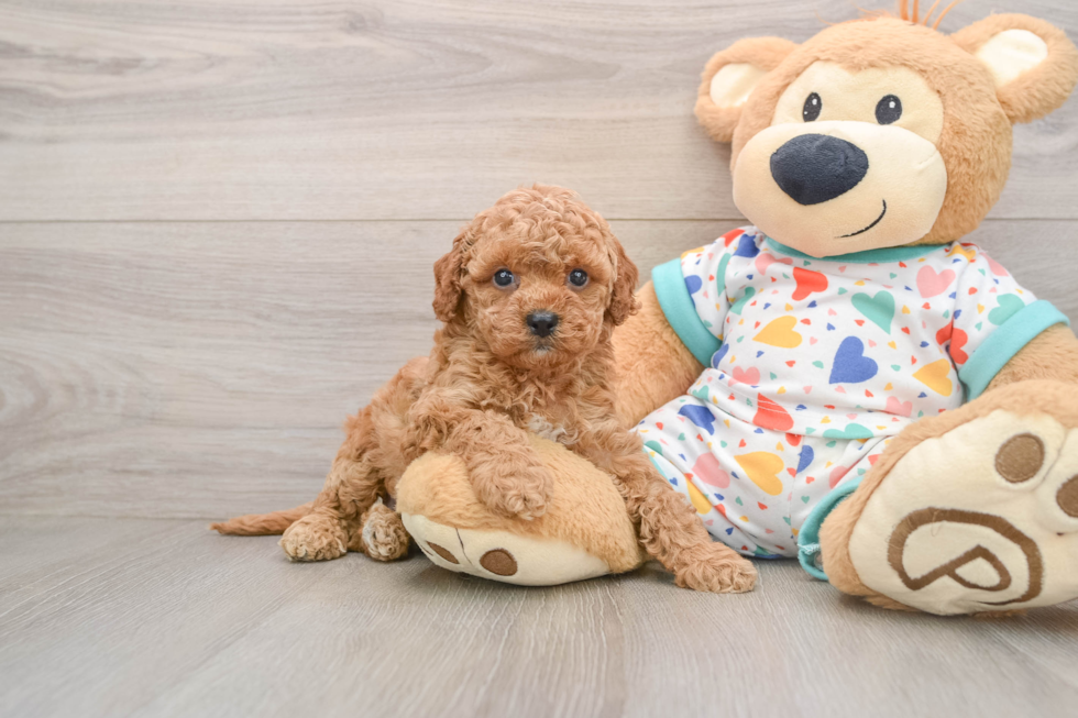 Cavapoo Pup Being Cute