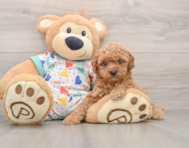 9 week old Cavapoo Puppy For Sale - Seaside Pups