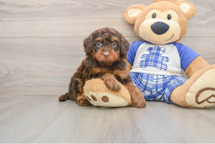 Hypoallergenic Cavadoodle Poodle Mix Puppy