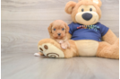 Playful Cavapoodle Poodle Mix Puppy