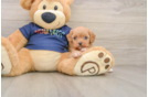 Cavapoo Pup Being Cute