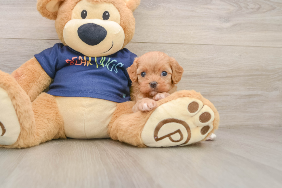 Cavapoo Pup Being Cute