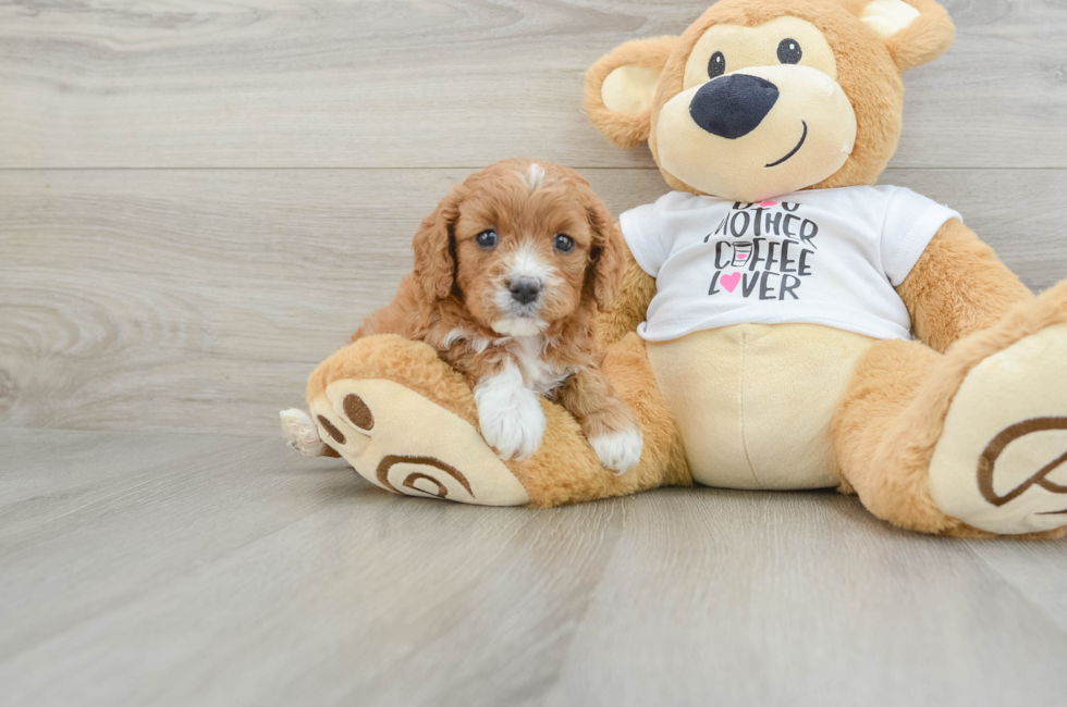 5 week old Cavapoo Puppy For Sale - Seaside Pups