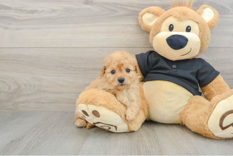 Adorable Cavalier King Charles Spaniel and Poodle Mix Poodle Mix Puppy