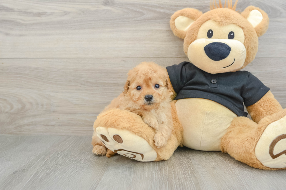Adorable Cavalier King Charles Spaniel and Poodle Mix Poodle Mix Puppy