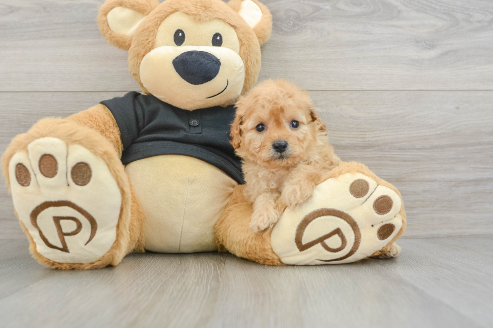 Cavapoo Pup Being Cute