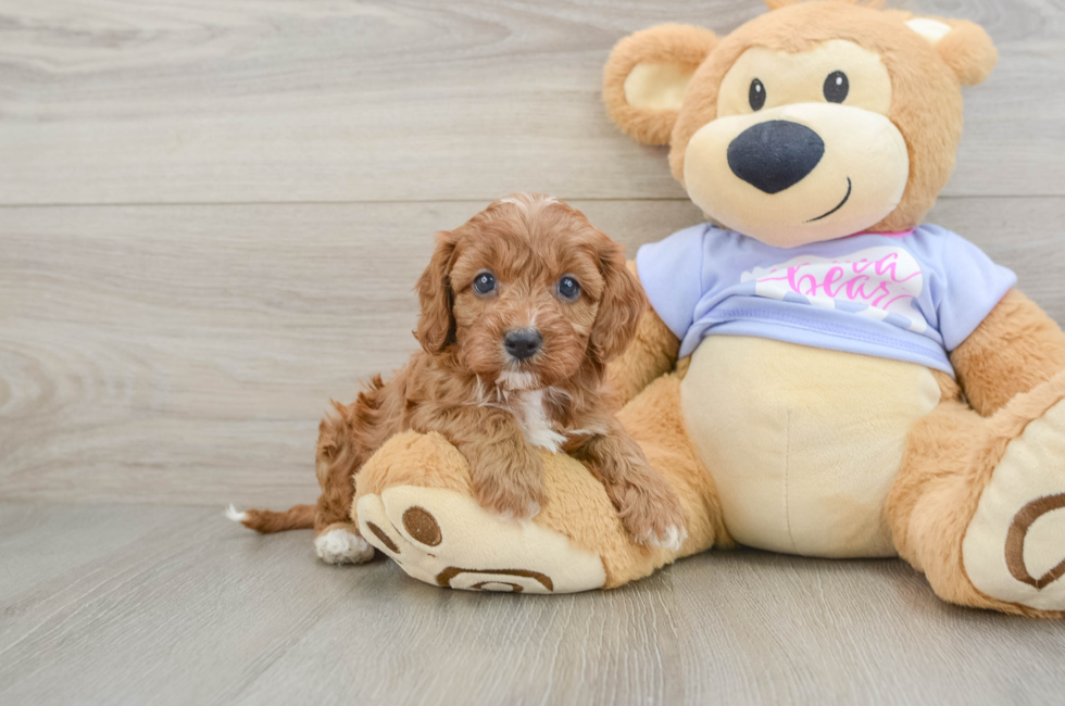 5 week old Cavapoo Puppy For Sale - Seaside Pups