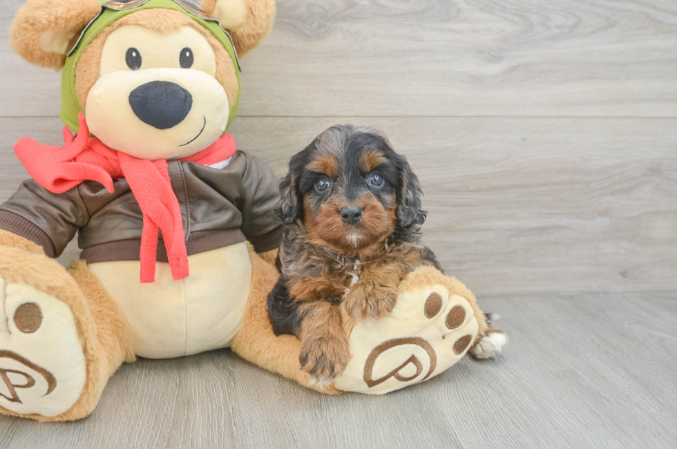 5 week old Cavapoo Puppy For Sale - Seaside Pups
