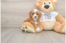 Cavapoo Puppy for Adoption